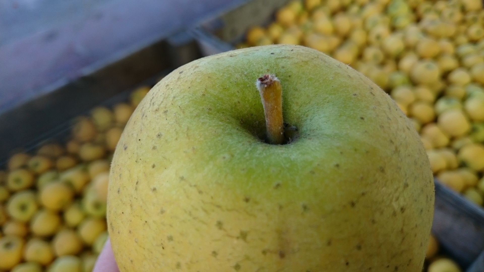 pomme chanteclerc et conservation optimale